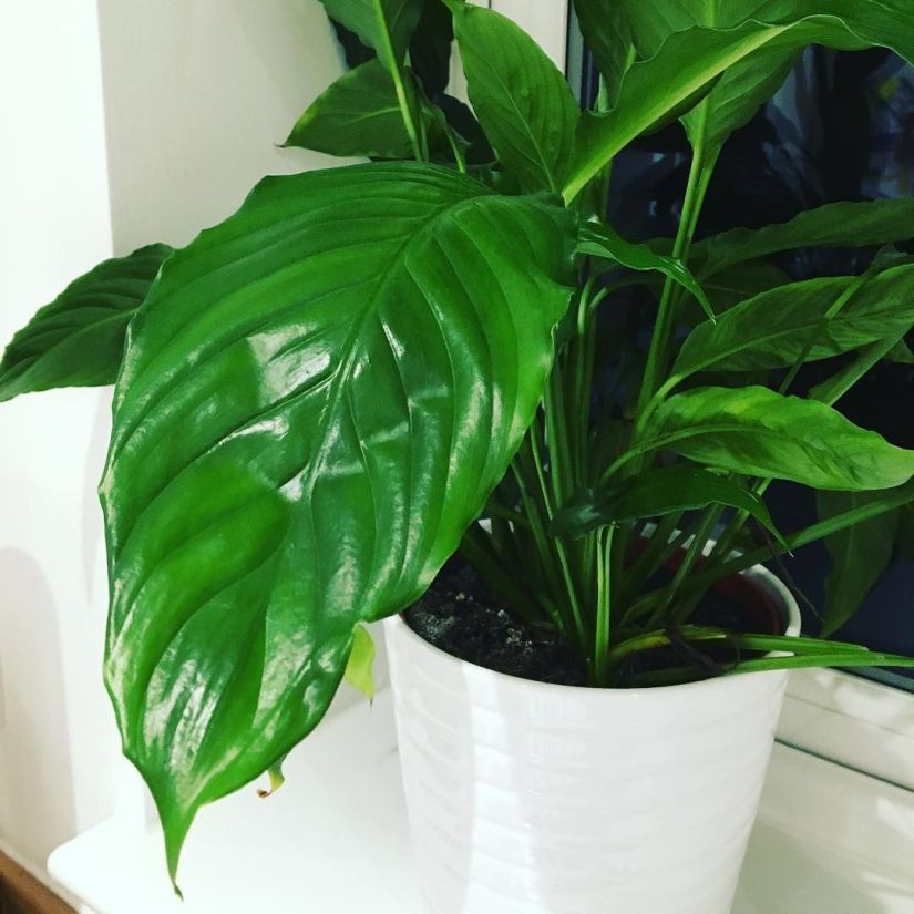 Our peace lily